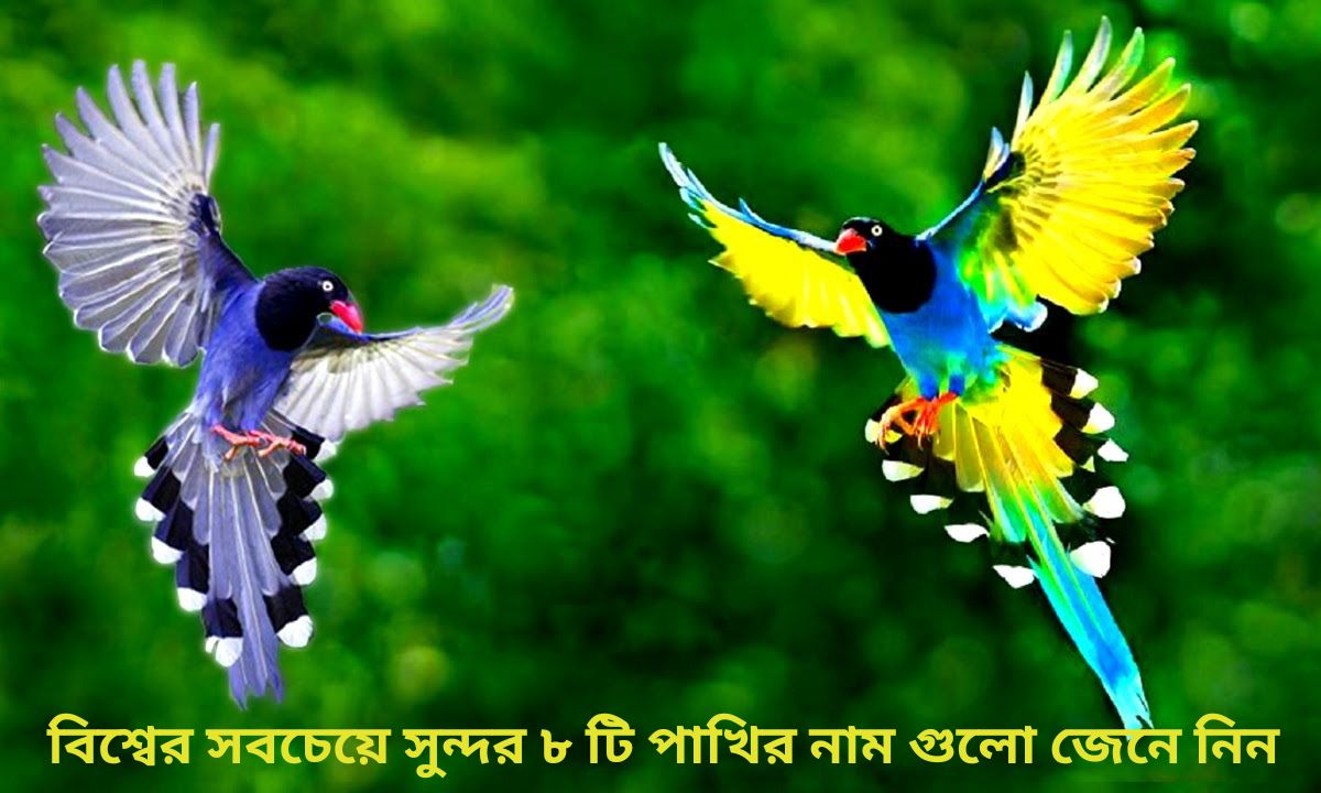 বিশ্বের সবচেয়ে সুন্দর ৮ টি পা‌খির নাম গুলো জেনে নিন